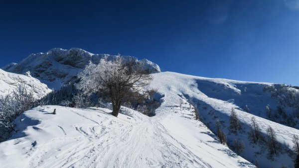 Die zerpflügte Leitn