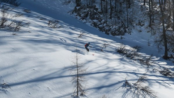 Im lichten Gestrüpp