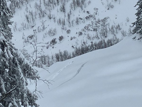 wieder Fischmäuler im Gelände