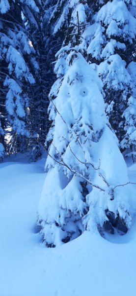 Die Percht im dunklen Tann
