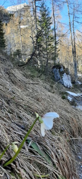 Schnee...Rosen
