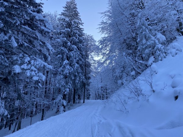 Forstweg zu den Almen