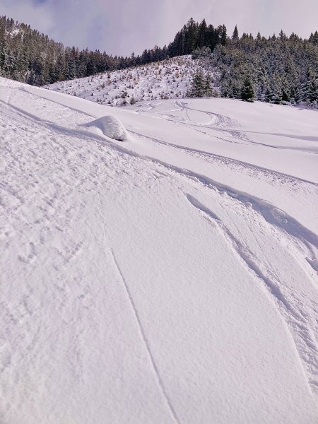 warum manche durch Jungwald abfahren müssen, erschließt sich uns nicht so ganz…🙃