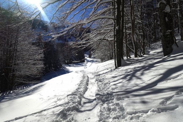 letzte Waldstück vor der Stubneralm
