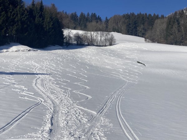 Erste Wiese
