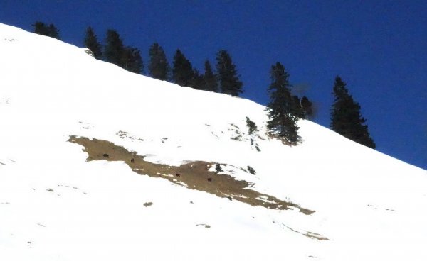 die Gämsen freut´s