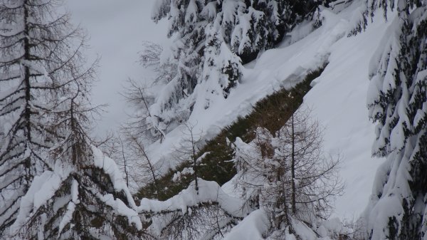 Schwarzbeeren bilden auch eine gute Gleitfläche.