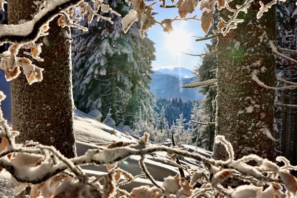 Thomas Nußbaumer: "Wintersonne"