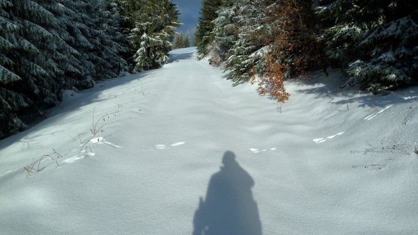 Die Waldschneise von der Mautstraße zum Gipfelhang muss heute gespurt werden (den Spuren von Meister Lampe folgen wir nicht)
