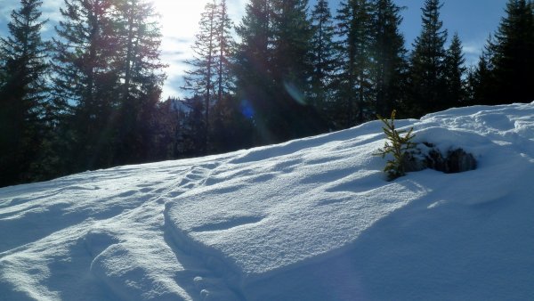 Ein Zentimeter Neuschnee von gestern - wird bald wieder Schnee von gestern sein.
