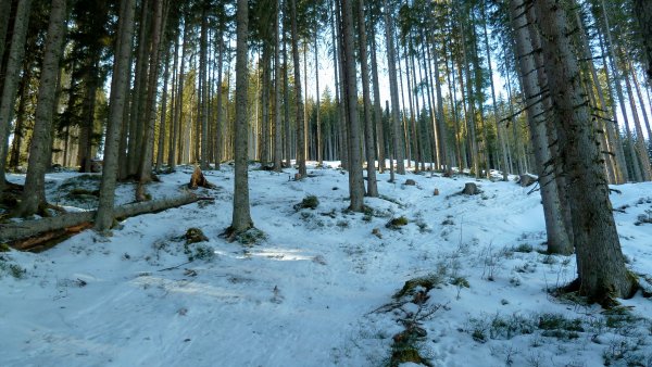 Im Wald schaut's stellenweise mager aus