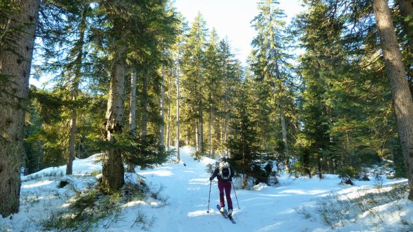 Schneelage im Auwald: gar nicht übel