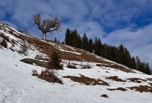 Alternative zur Forststraße