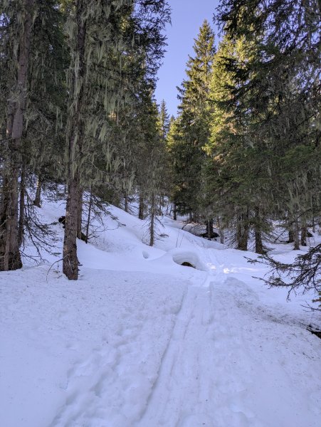 erstaunlich viel Schnee im Wald