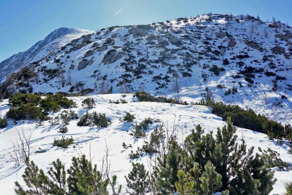 Latschenslalom vorraus!