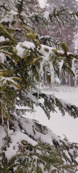 Der Christbaum ist schon geschmückt