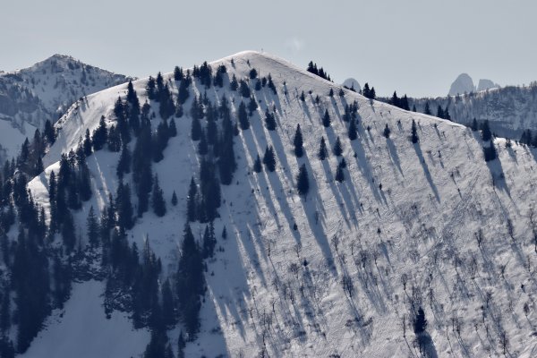 Königsberghorn mit Bischofsmütze