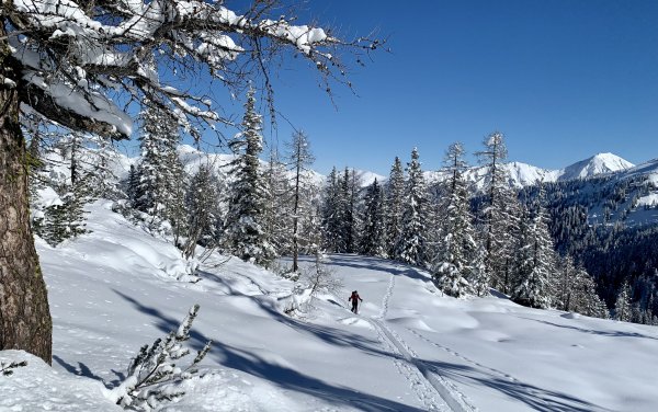 Der Wald lichtet sich