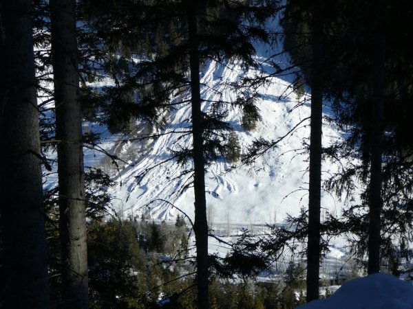 verästelt