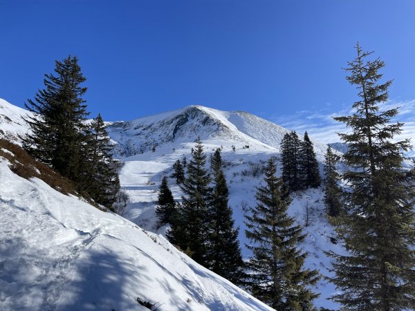 Schafdach