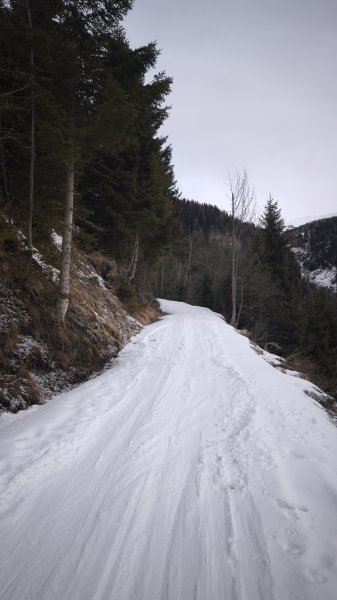 Forststraße zw Jaurishütte und Wildalm