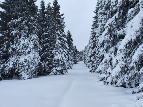 Neuschnee verbirgt die alten Spuren