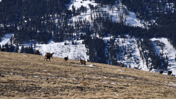 Gämsen im Gipfelbereich